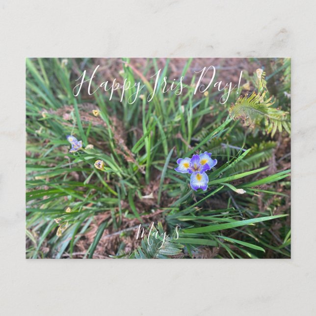 Happy Iris Day!  Postcard (Front)