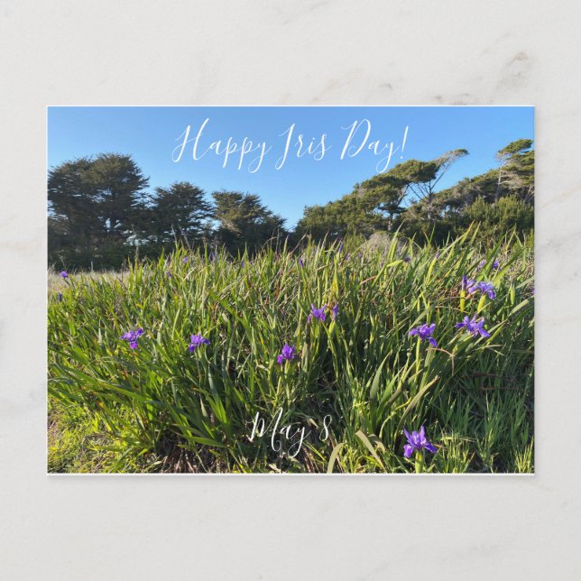 Happy Iris Day! Postcard (Front)