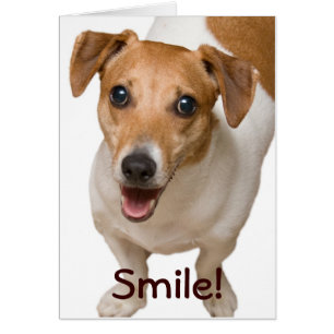 Happy Jack Russell Terrier Greeting Card