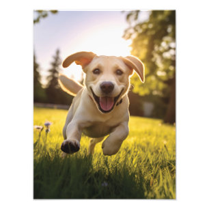 Happy Labrador Puppy Running Photo Print