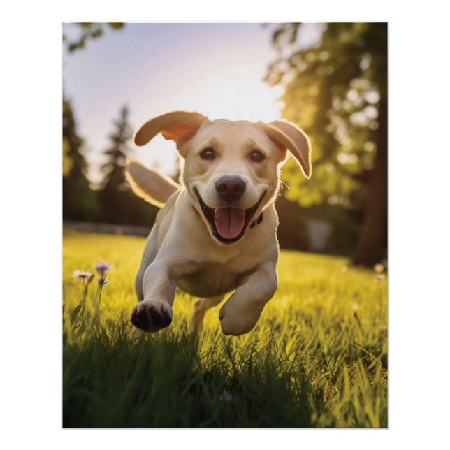 Happy Labrador Puppy Running  Poster (Front)