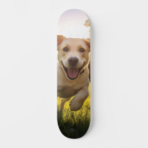 Happy Labrador Puppy Running  Skateboard