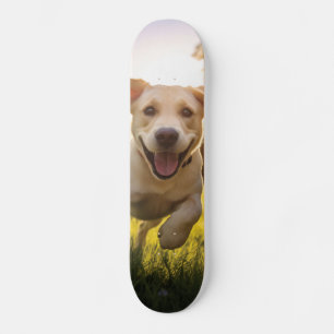 Happy Labrador Puppy Running  Skateboard