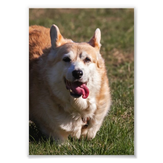 Happy Lady (Corgi) Close-up Photo Print (Front)