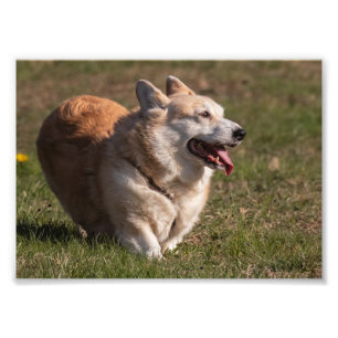Happy Lady (Corgi) Photo Print