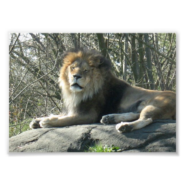 Happy Lion Photo Print (Front)