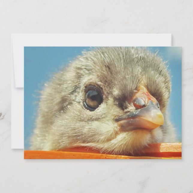 happy little chicken chick (Front)