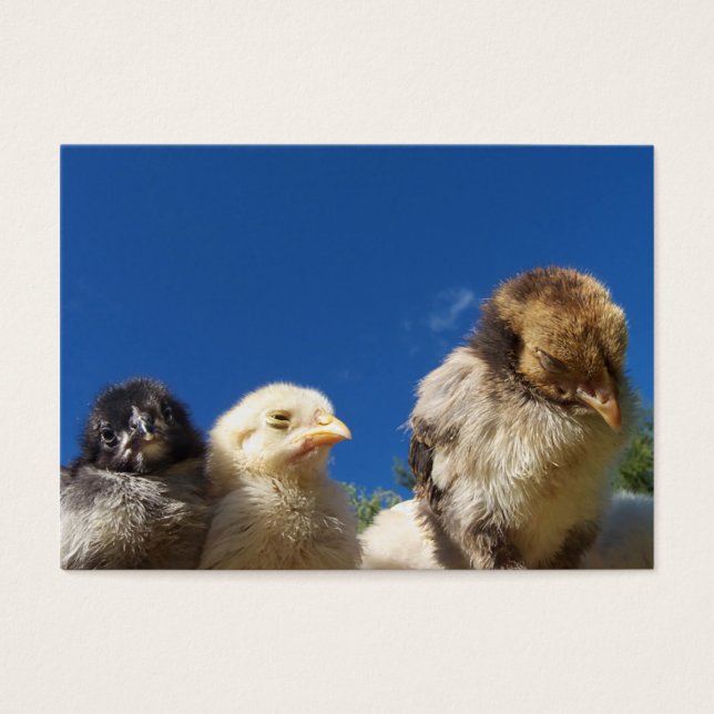 happy little chicken chick sleeping (Front)