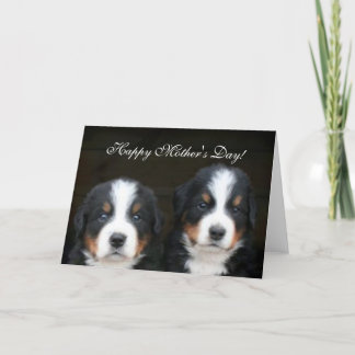 Happy Mother's Day Bernese Puppies greeting card
