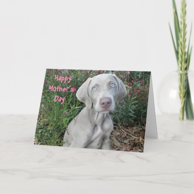 Happy Mother's Day From The Weimaraner Dog  Card (Front)