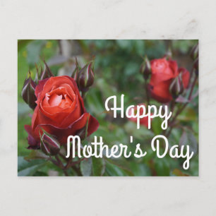 Happy Mother's Day Hot Cocoa Rose #1 Postcard