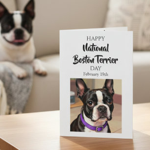 Happy National Boston Terrier Day   Feb 19th Card