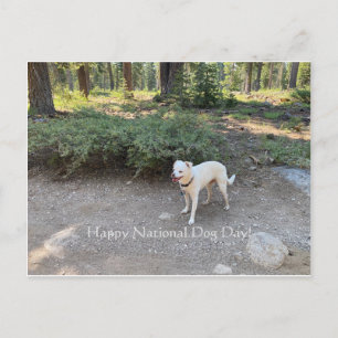 Happy National Dog Day! Postcard