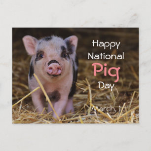 Happy National Pig Day! (March 1) Postcard