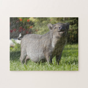Happy Pet Mini Pig Jigsaw Puzzle