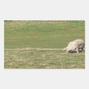 Happy Pig Rectangular Sticker