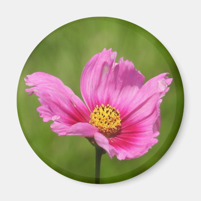 Happy Pink Cosmos Flower Magnet (Front)