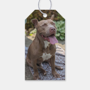 Happy Pit Bull Photography Gift Tags