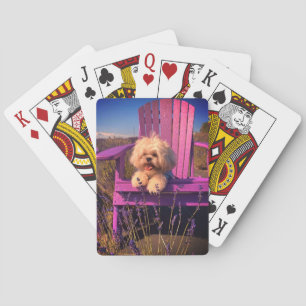 Happy Playful Shih Tzu Puppy, Dog Relaxing Playing Cards