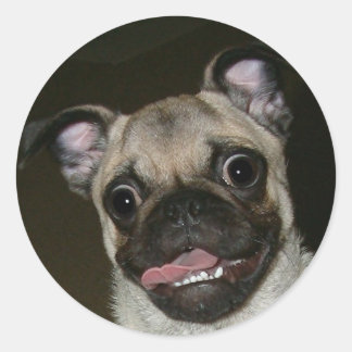Happy Pug Classic Round Sticker