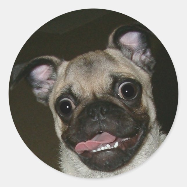 Happy Pug Classic Round Sticker (Front)