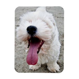 Happy Puppy white dog, malteese, maltipoo. Magnet
