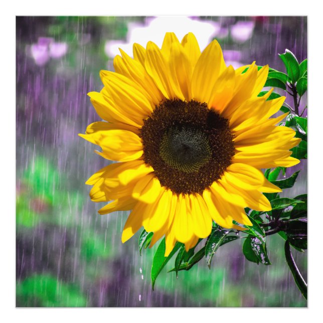 Happy rainy day sunflowers nature lover green photo print (Front)