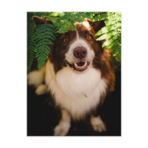 Happy Red Border Collie Peeking Through Ferns