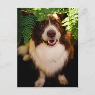 Happy Red Border Collie Peeking Through Ferns Postcard