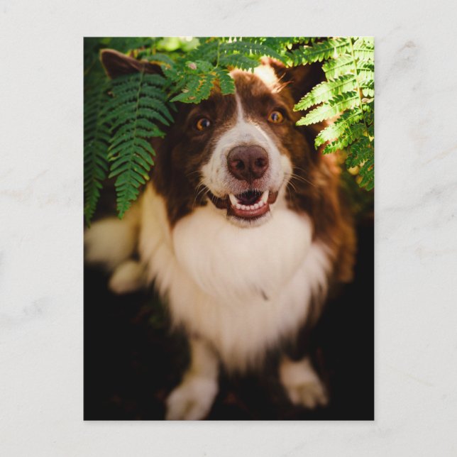 Happy Red Border Collie Peeking Through Ferns Postcard (Front)