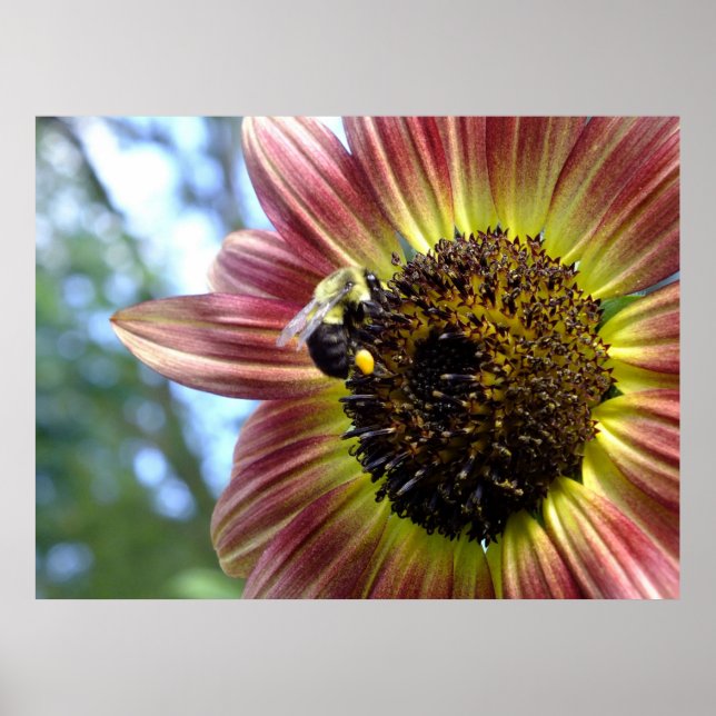 Happy Red Sunflower N Bee Poster (Front)