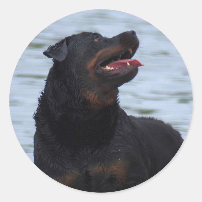 Happy Rottweiler Classic Round Sticker (Front)