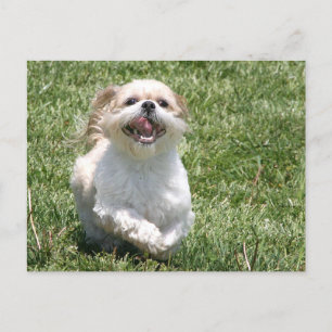 Happy running Shih Tzu Postcard