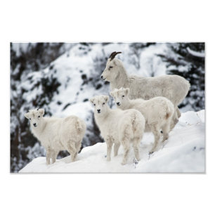 Happy Sheep Family Photo Print