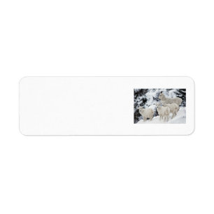 Happy Sheep Family Return Address Label