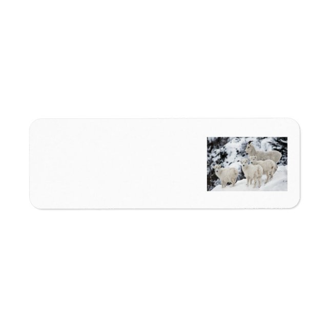 Happy Sheep Family Return Address Label (Front)