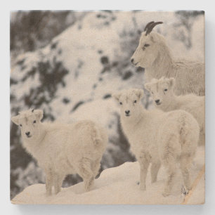 Happy Sheep Family Stone Coaster