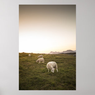 Happy Sheep Poster
