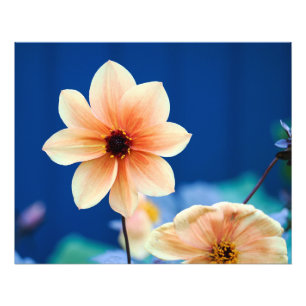 Happy Single Kiss Dahlia with Blue Background Photo Print