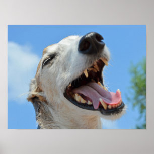 Happy, Smiling Greyhound Face, Blue Sky Closeup Poster