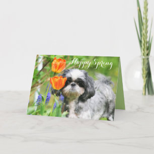 Happy Spring Shih Tzu Girl Greeting Card