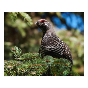 Happy Spruce Grouse Photo Print