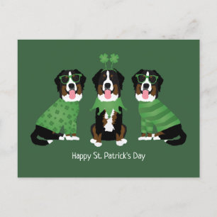Happy St Patricks Day Bernese Mountain Dogs Postcard