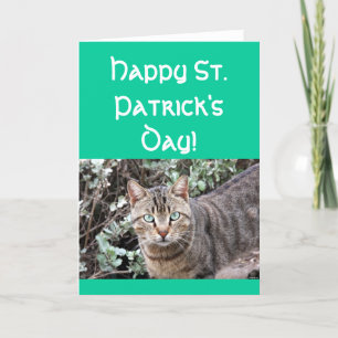 Happy St. Patricks day cat greeting card