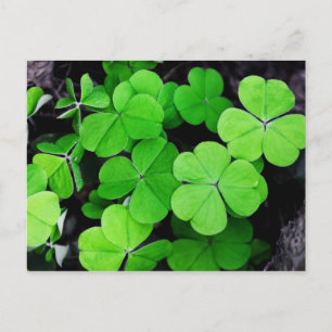 Happy St. Patrick's Day...luck of the Irish Holiday Postcard