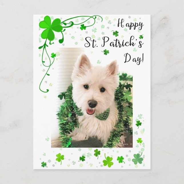 Happy St. Patrick's Day, Westie Dog is Ready Postcard (Front)