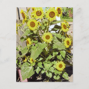 Happy Sunflowers Postcard