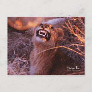 Happy Tau, Smiling Lion Cub Postcard