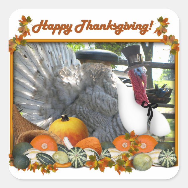 Happy Thanksgiving from Tom the Pilgrim Turkey Square Sticker (Front)