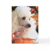 Happy Thanksgiving Poodle puppy card